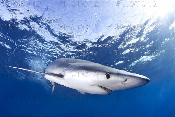 Blue Shark (Prionace glauca)
