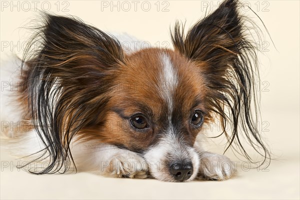 Papillon