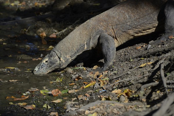 Komodo Dragon (Varanus komodoensis)