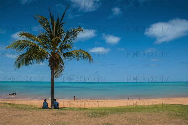Tourists underneath a palm