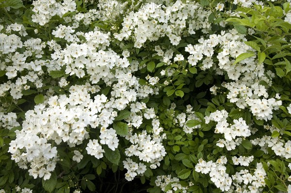 Multiflora Rose (Rosa multiflora)