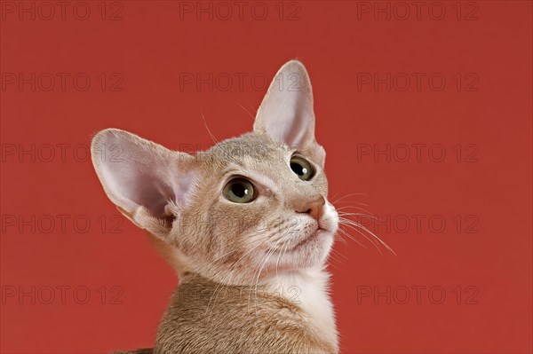 Oriental Shorthair cat