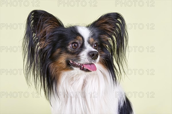 Papillon dog