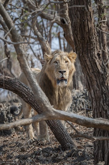 Asiatic lion (Panthera leo persica)