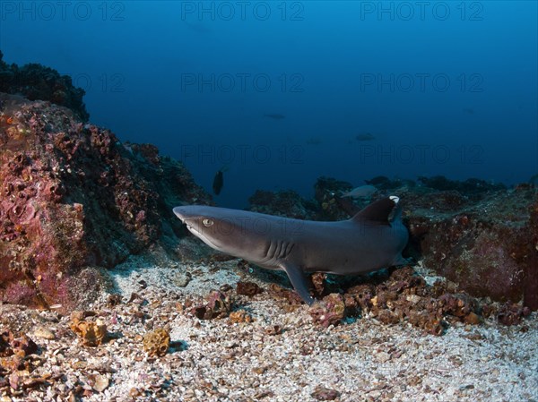 Whitetip reef shark (Triaenodon obesus)
