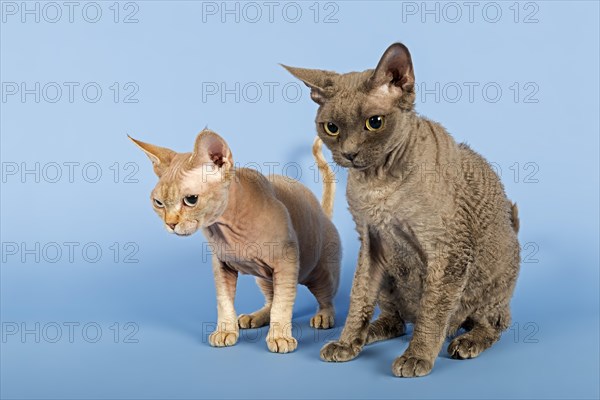 Two Devon Rex cat