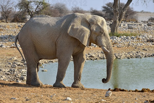 African Elephant (Loxodonta africana)