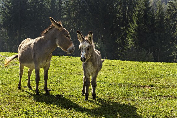 Donkey (Equus africanus asinus) and foal in a field