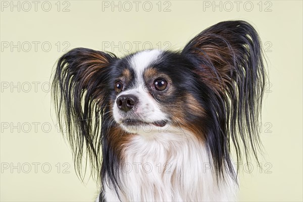 Papillon dog