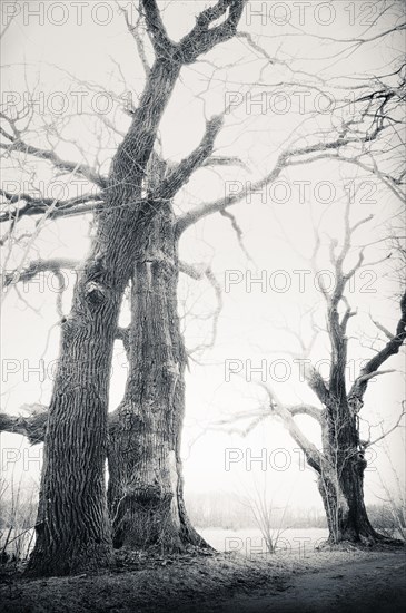 Old English oaks (Quercus robur)