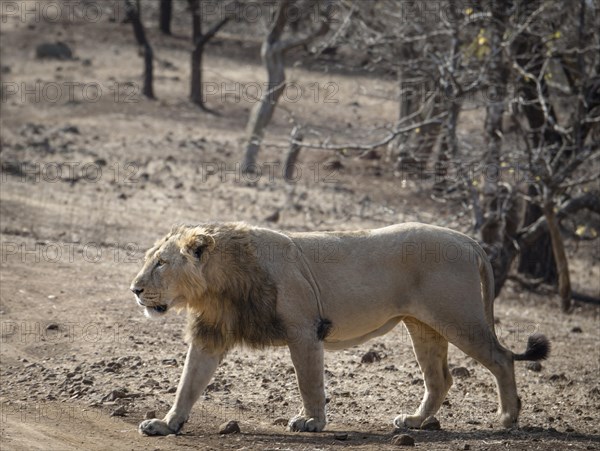 Asiatic lion (Panthera leo persica)