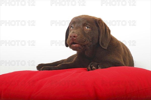 Chocolate Labrador Retriever puppy