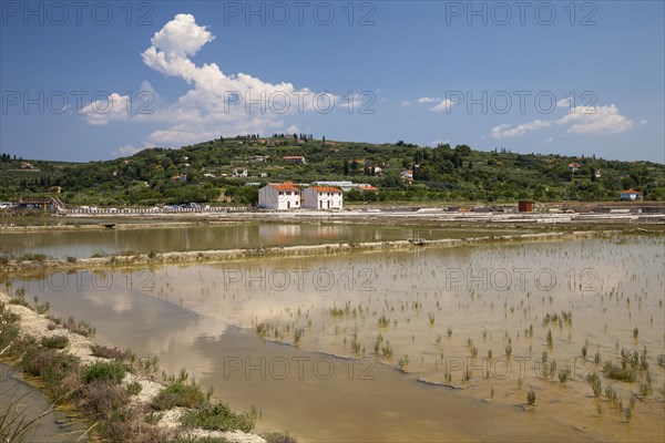 Salt works in the nature reserve of Strunjan