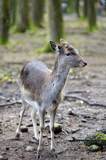 Fallow Deer (Dama dama)