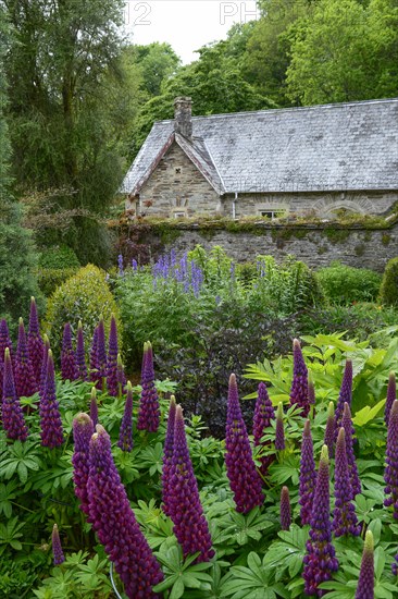 Cottage garden