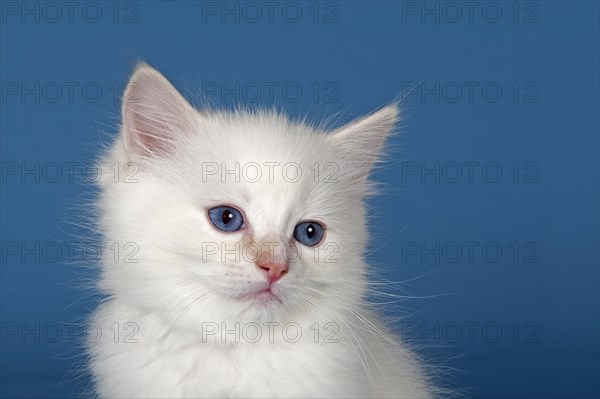 Ragdoll