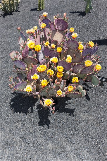 Purple Prickly-pear (Opuntia macrocentra)