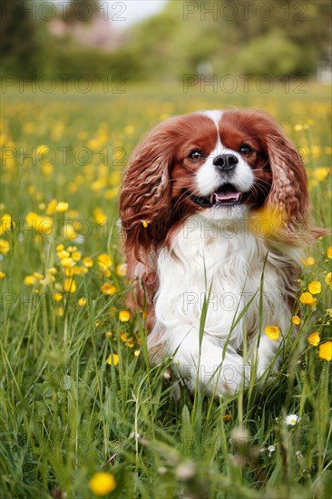 Cavalier King Charles Spaniel running through a field of flowers
