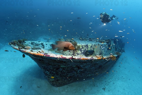Scuba diver looking at a small wreck with a Redmouth Grouper (Aethaloperca rogaa)