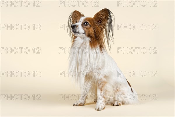 Papillon dog