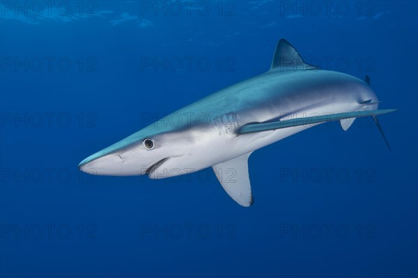 Blue shark (Prionace glauca)