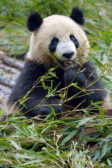 Giant Panda (Ailuropoda melanoleuca) feeding on bamboo leaves