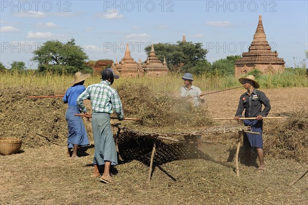 Burmese people thrashing peanuts from plants with sticks