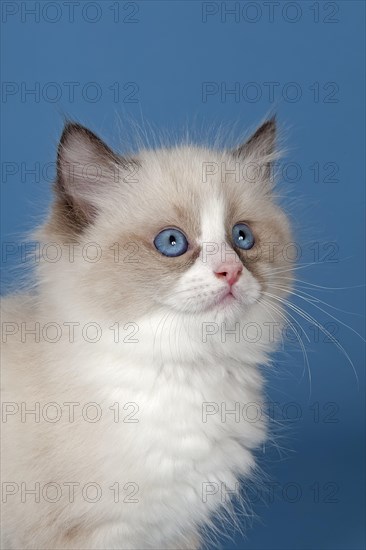 Ragdoll