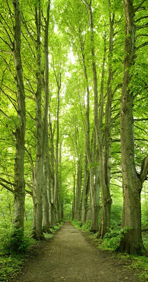 Forest road lined with old high linden trees