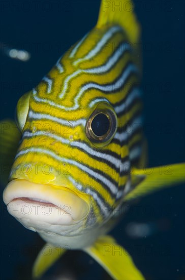 Ribbon Sweetlips (Plectorhinchus polytaenia)