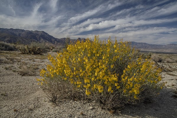 Desert senna (Senna armata)