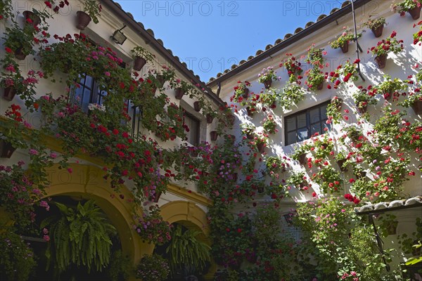 Flower-bedecked inner courtyard during the Fiesta de los Patios