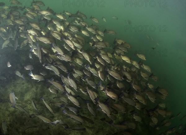 Swarm of Gray Snapper (Lutjanus griseus)