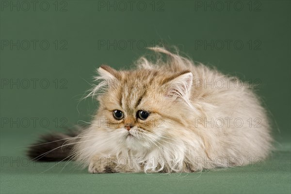 Persian Kitten