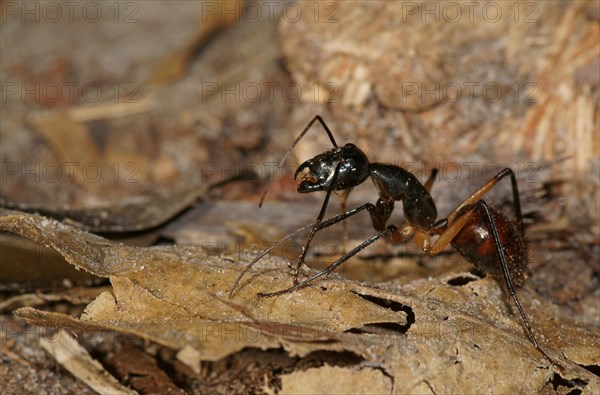 Giant forest ant (Camponotus gigas)