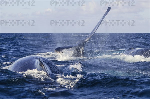 Humpback Whale (Megaptera novaeangliae)