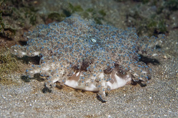 Upside-down jellyfish (Cassiopea)