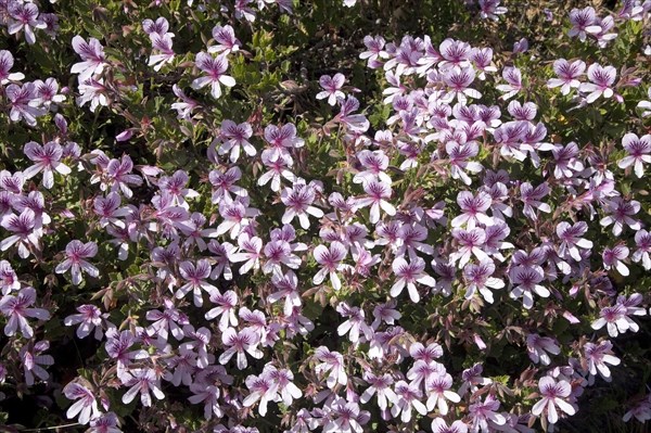Geranium (Pelargonium betulinum)