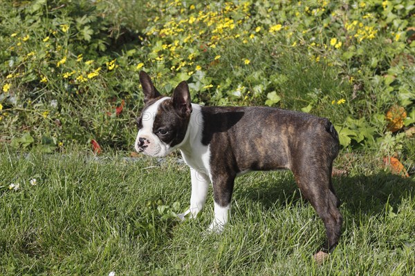 Boston Terrier bitch
