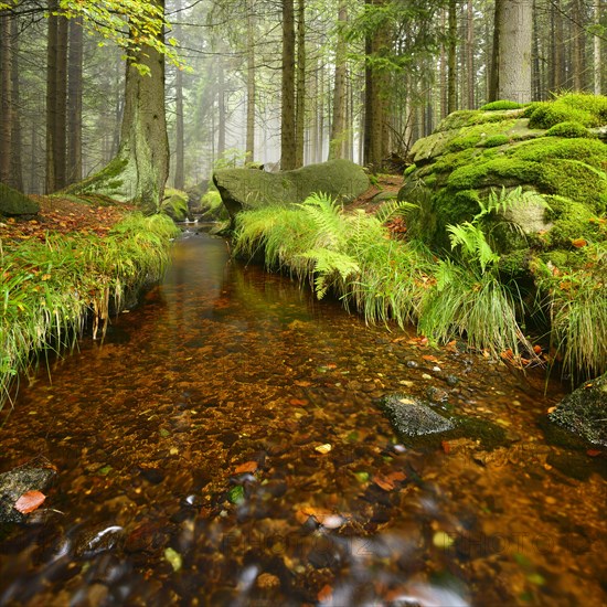 Stream in a misty mountain forest