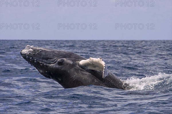 Humpback Whale (Megaptera novaeangliae)