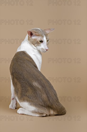 Oriental Shorthair cat