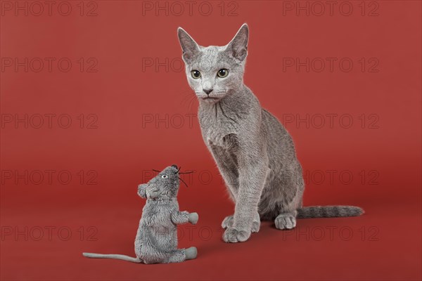 Russian Blue cat