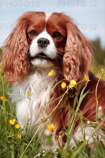 Cavalier King Charles Spaniel sitting in flower meadow