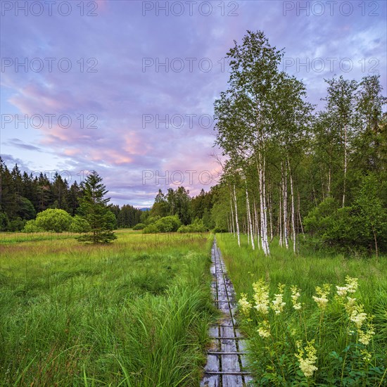 Boardwalk through high moor with swingrass