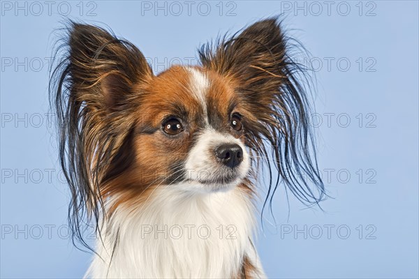 Papillon