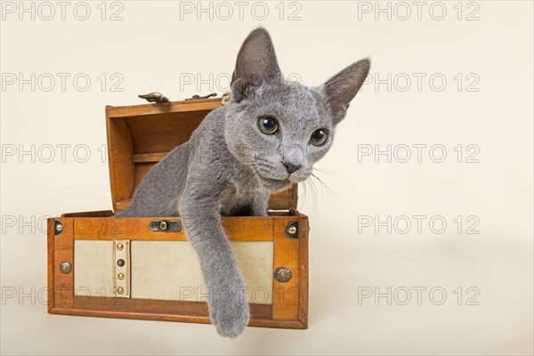 Russian Blue kitten