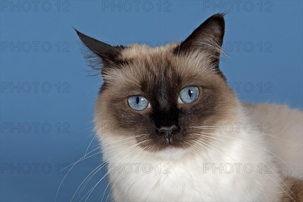 Ragdoll cat