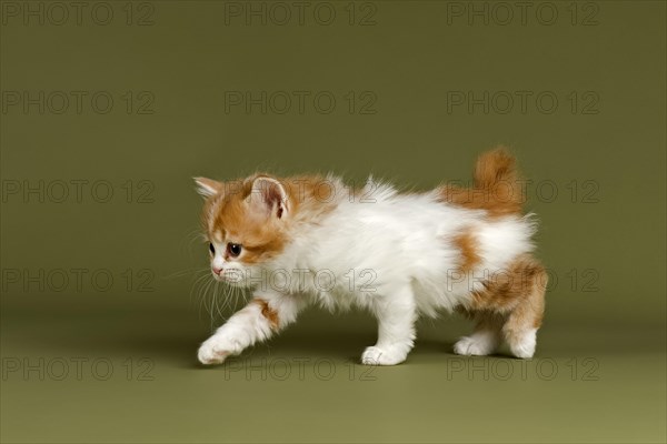Manx-Cymric kitten