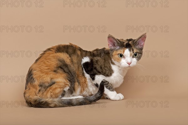 Devon Rex